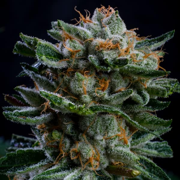 Gorilla Piña XXL Auto Seed > BSF Seeds | Autoflowering Cannabis   |  Sativa